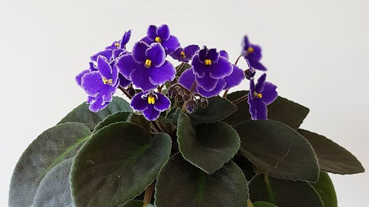 Houseplant Explainer African Violets