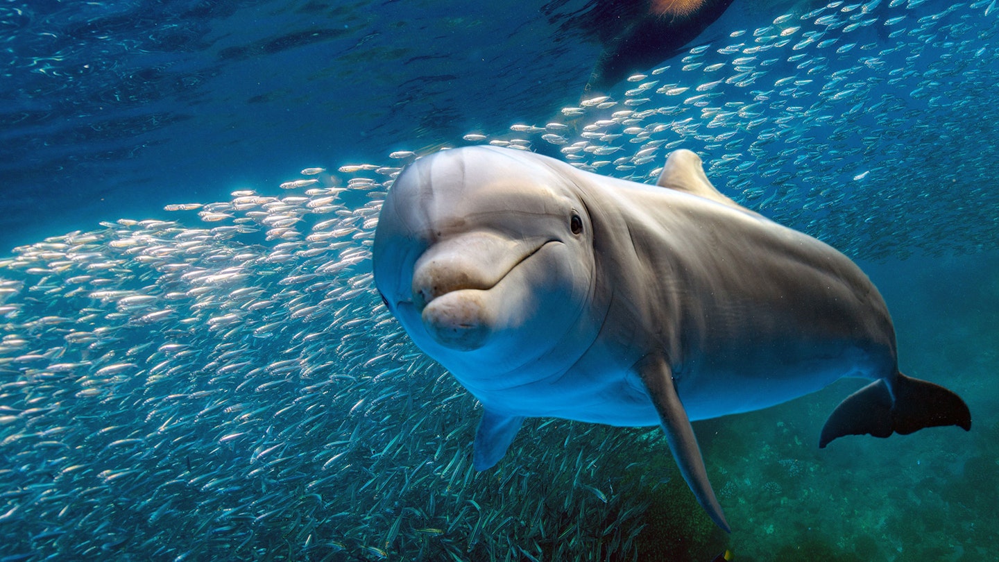 Mexican Fish Are Having Orgies So Loud It Could Deafen Dolphins