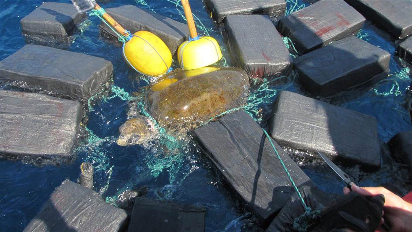 Drug Smuggling Sea Turtle Found in the Pacific Ocean