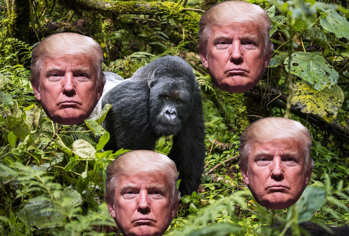 Just To Clarify, Donald Trump Doesn’t Really Watch The Gorilla Channel All Day