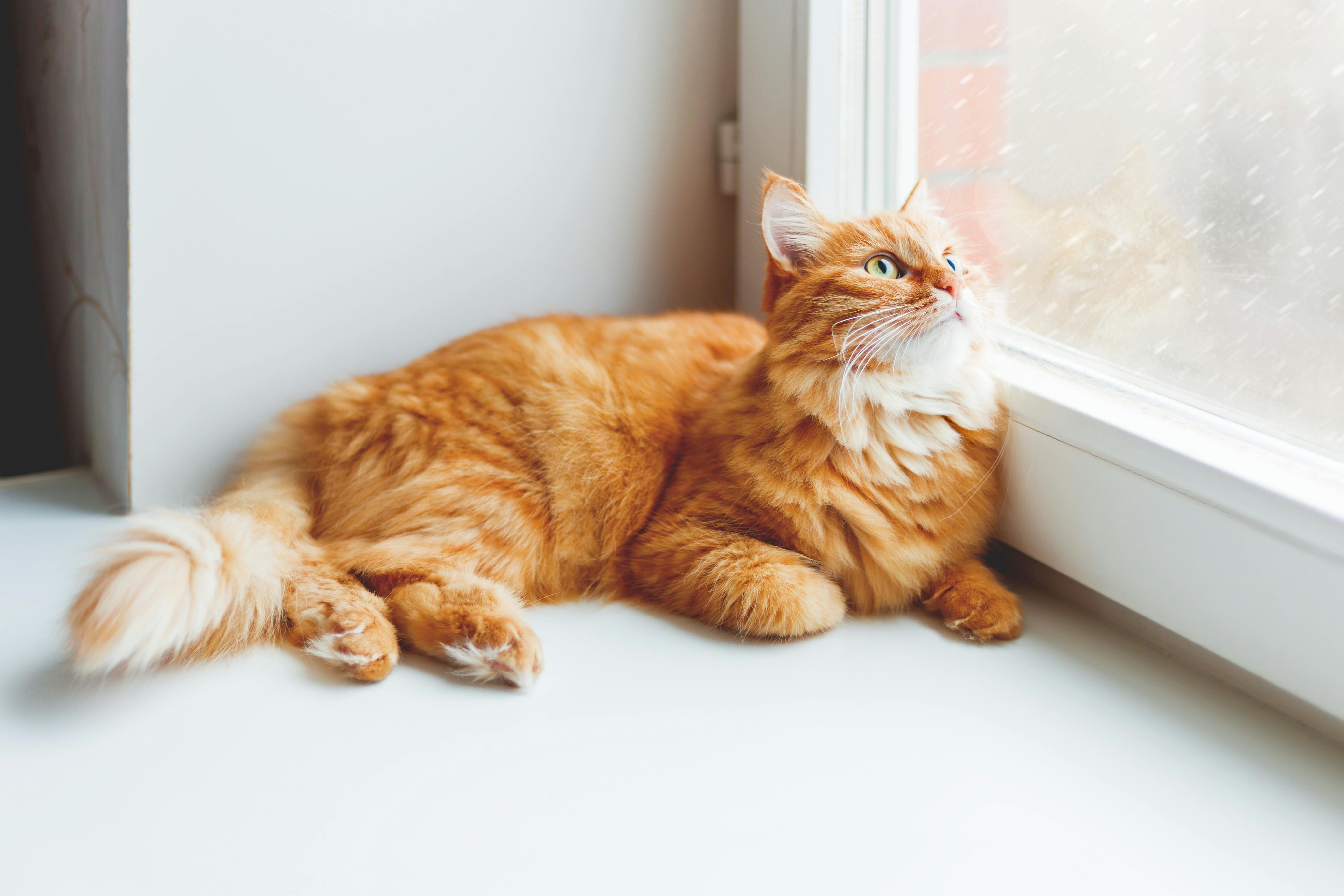 Antifreeze Poisoning in Cats | PetMD