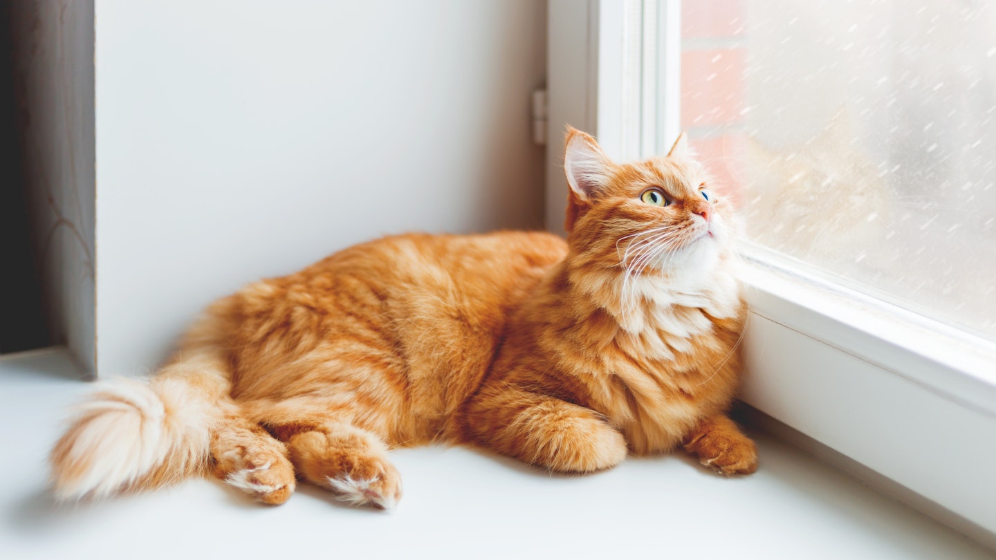 Essential Oils And Aroma Diffusers Are Dangerous For Your Cats