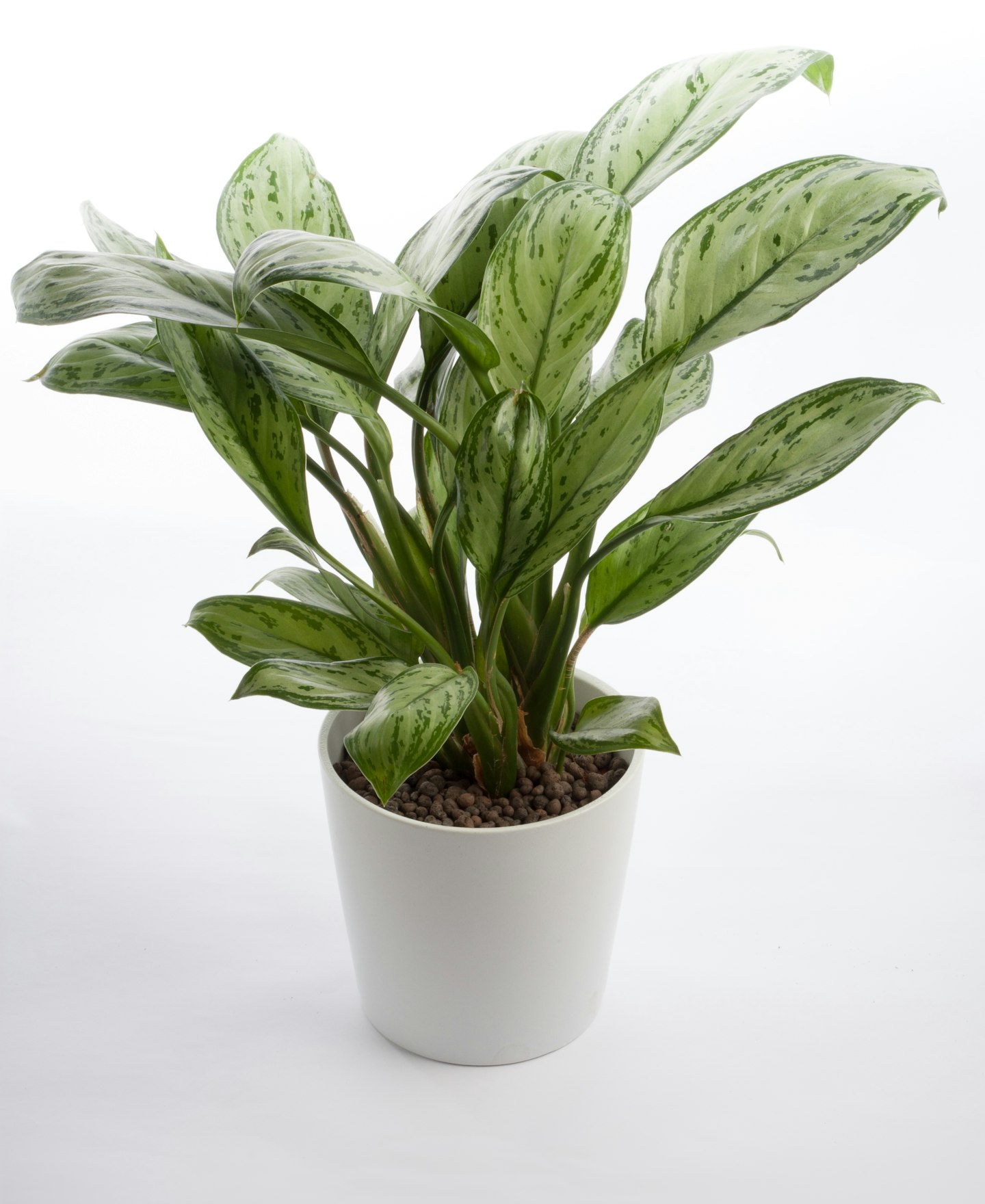 Grow your own houseplants