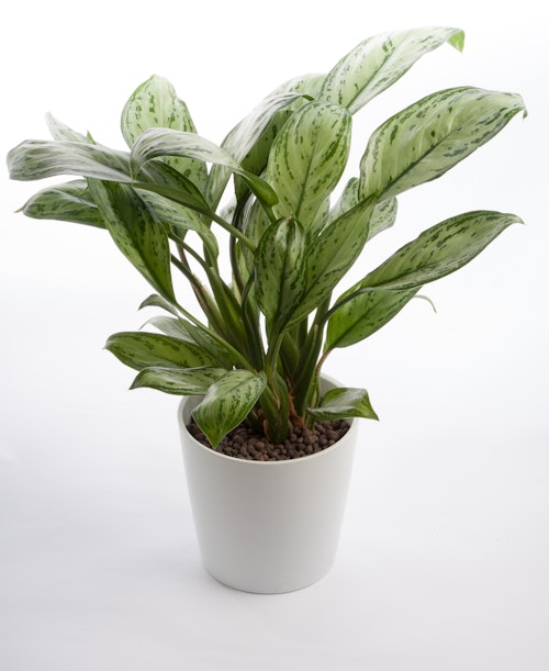 Grow your own houseplants