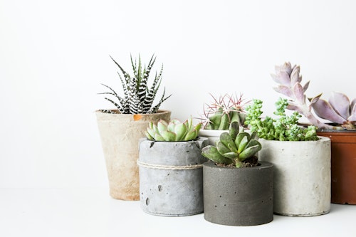 Grow your own houseplants