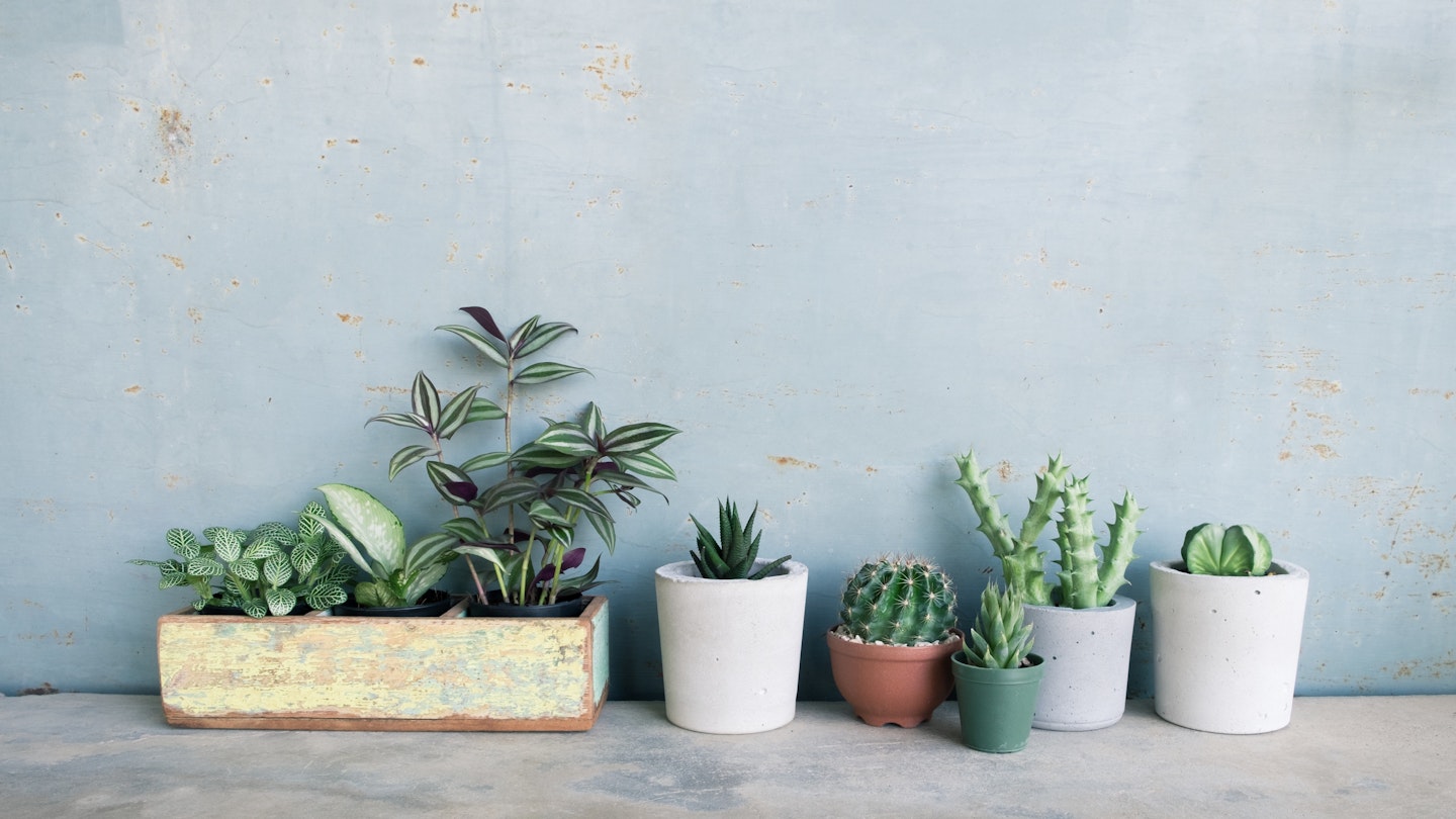Houseplants That Are Super Easy To Grow Yourself