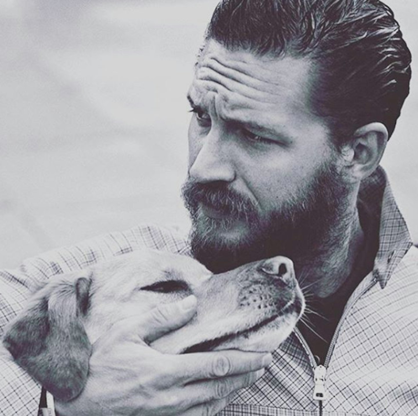 tom-hardy-dogs