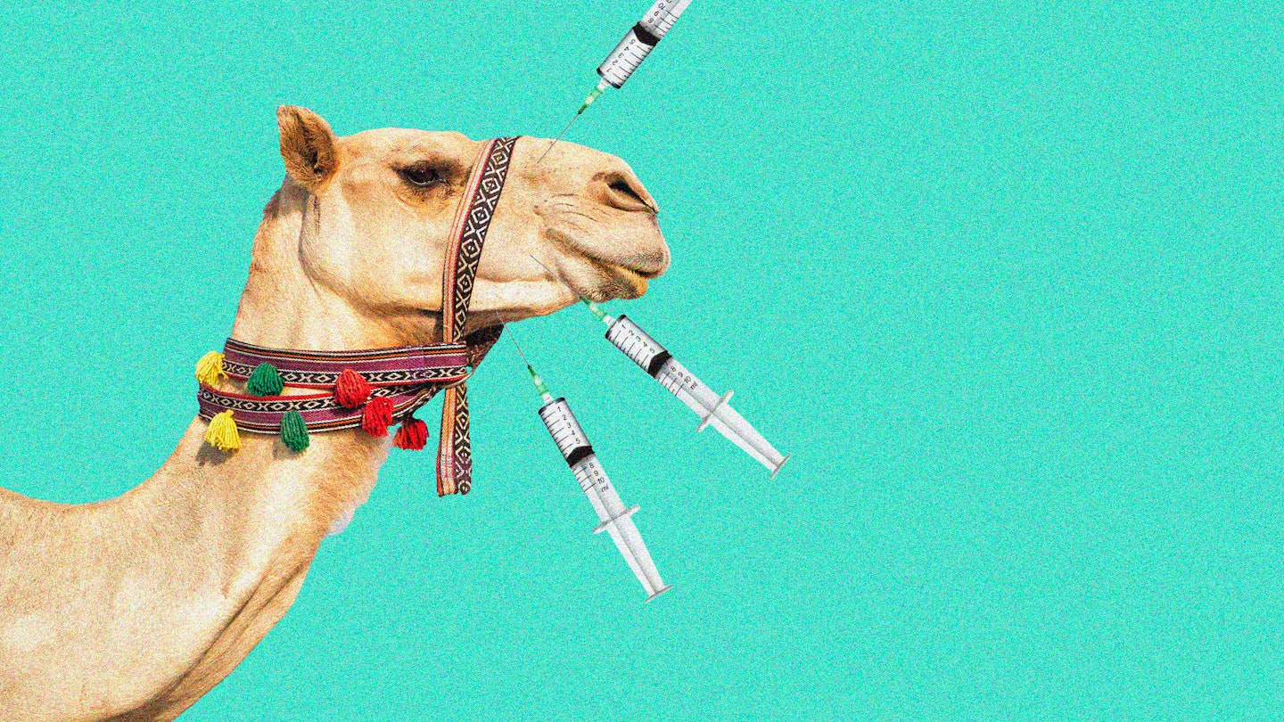 Camels disqualified from Beauty Pageant over Botox