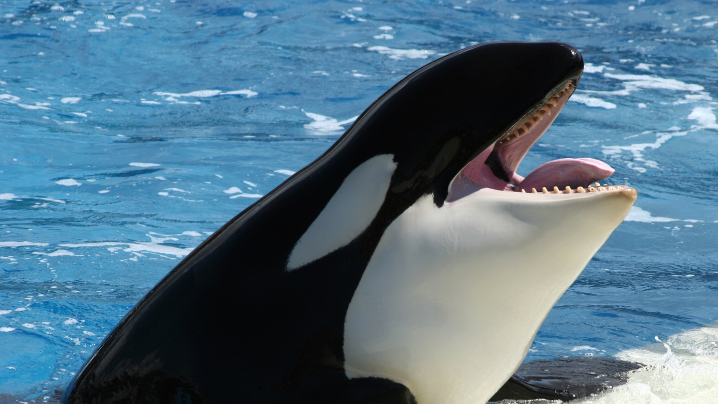 Talking Whales Are Cute And All But Why Are We Still Keeping Orcas In Captivity