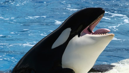 Talking Whales Are Cute And All But Why Are We Still Keeping Orcas In  Captivity? | Grazia