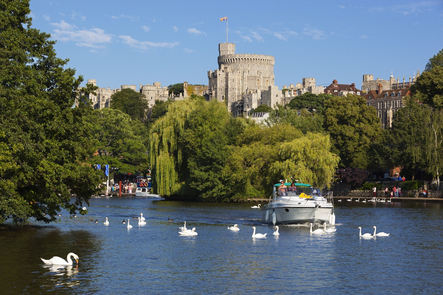 windsor castle swans