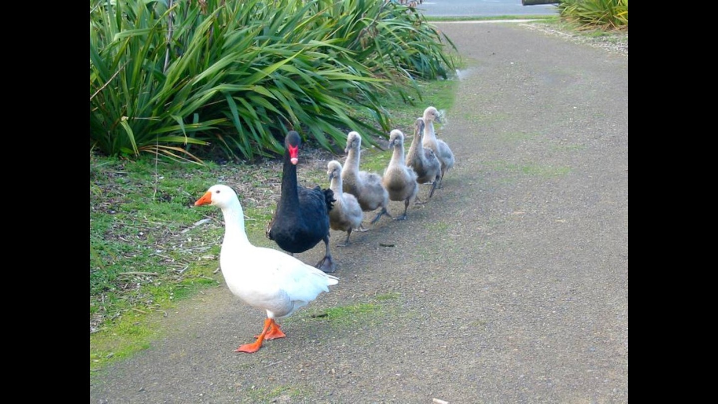 A Case For Modelling Your Life After This Bisexual Polyamorous Goose