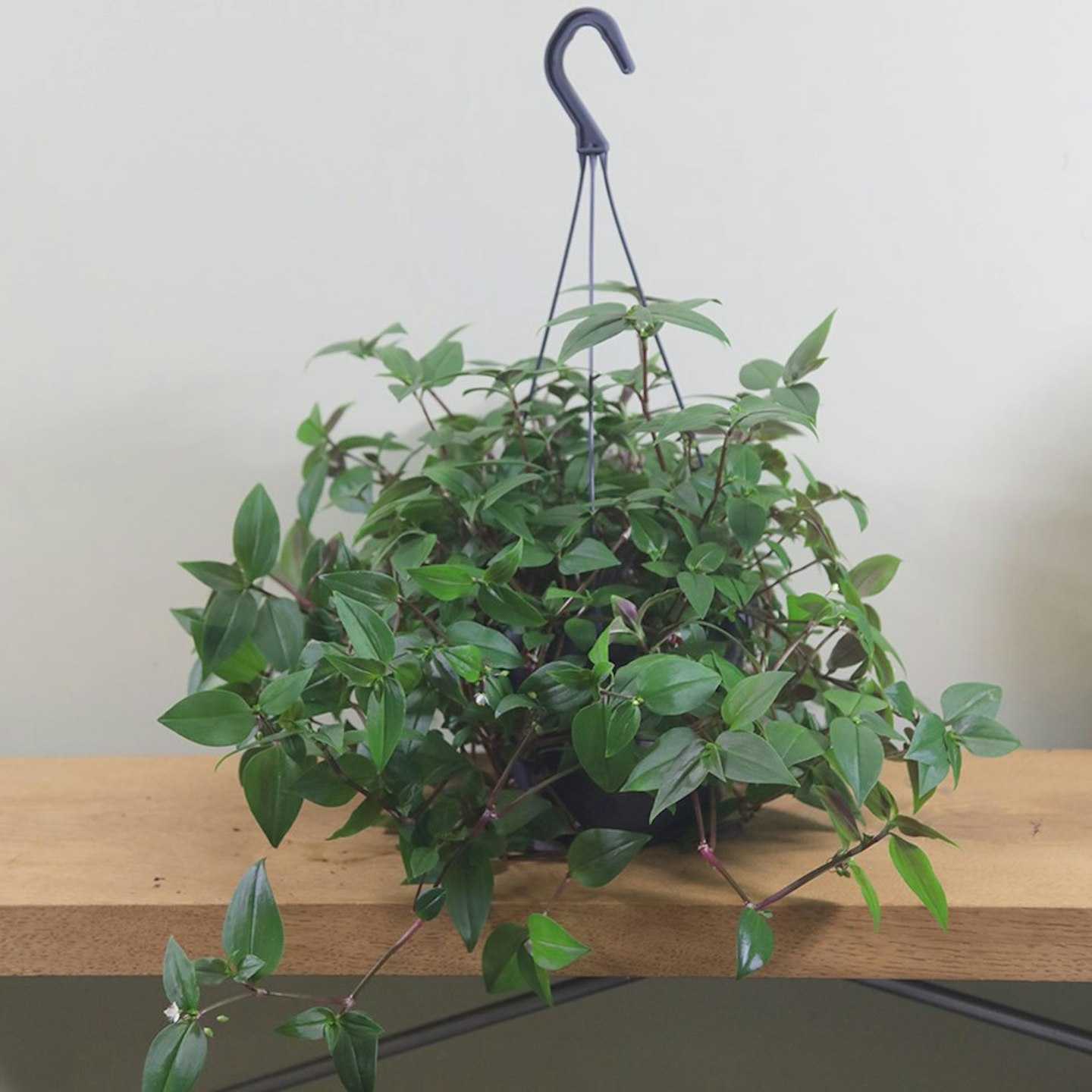 Best Houseplants For Hanging Baskets