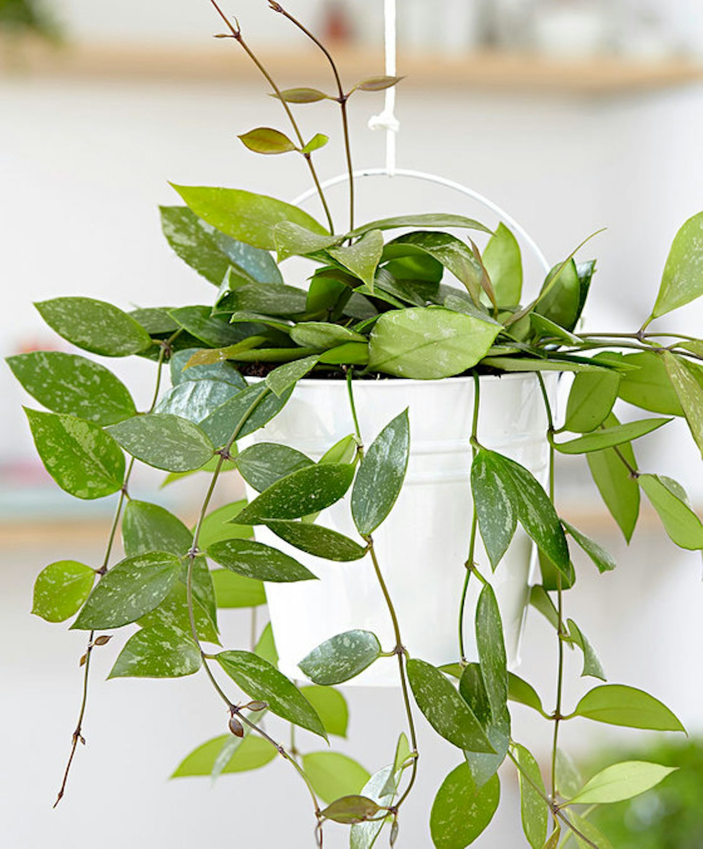Best Houseplants For Hanging Baskets
