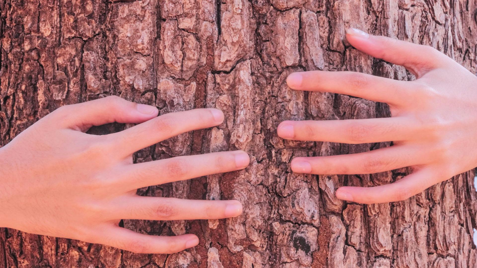 Here’s Why Single Women in Mexico Are Getting Married To Trees | Grazia
