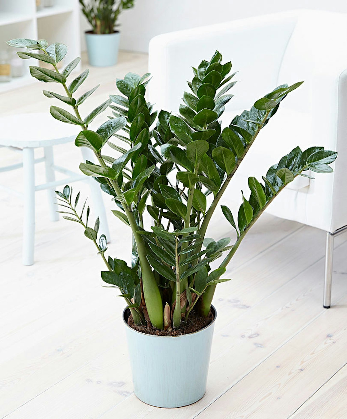 The Debrief Houseplants For Dark Rooms