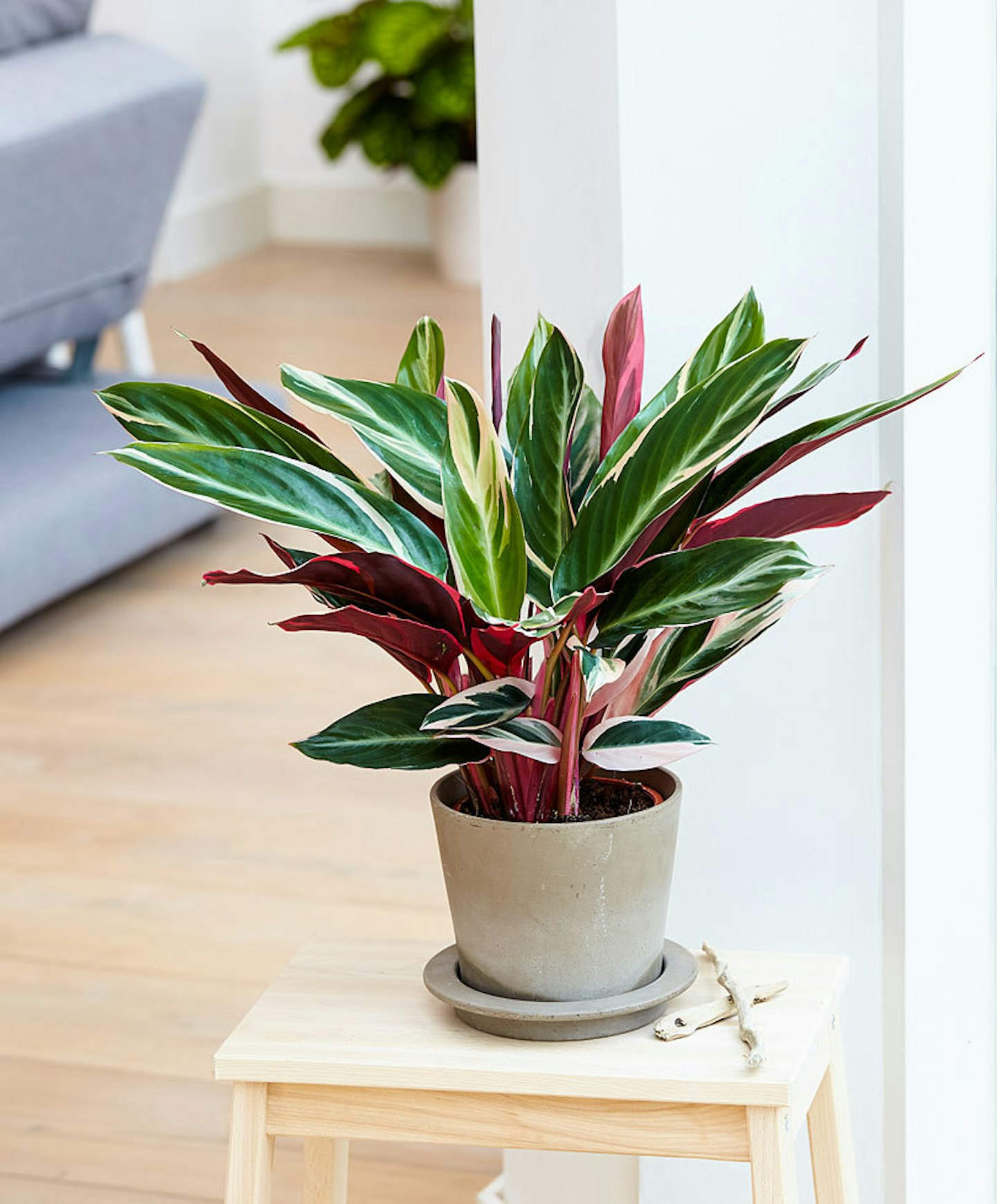 The Debrief Houseplants For Dark Rooms