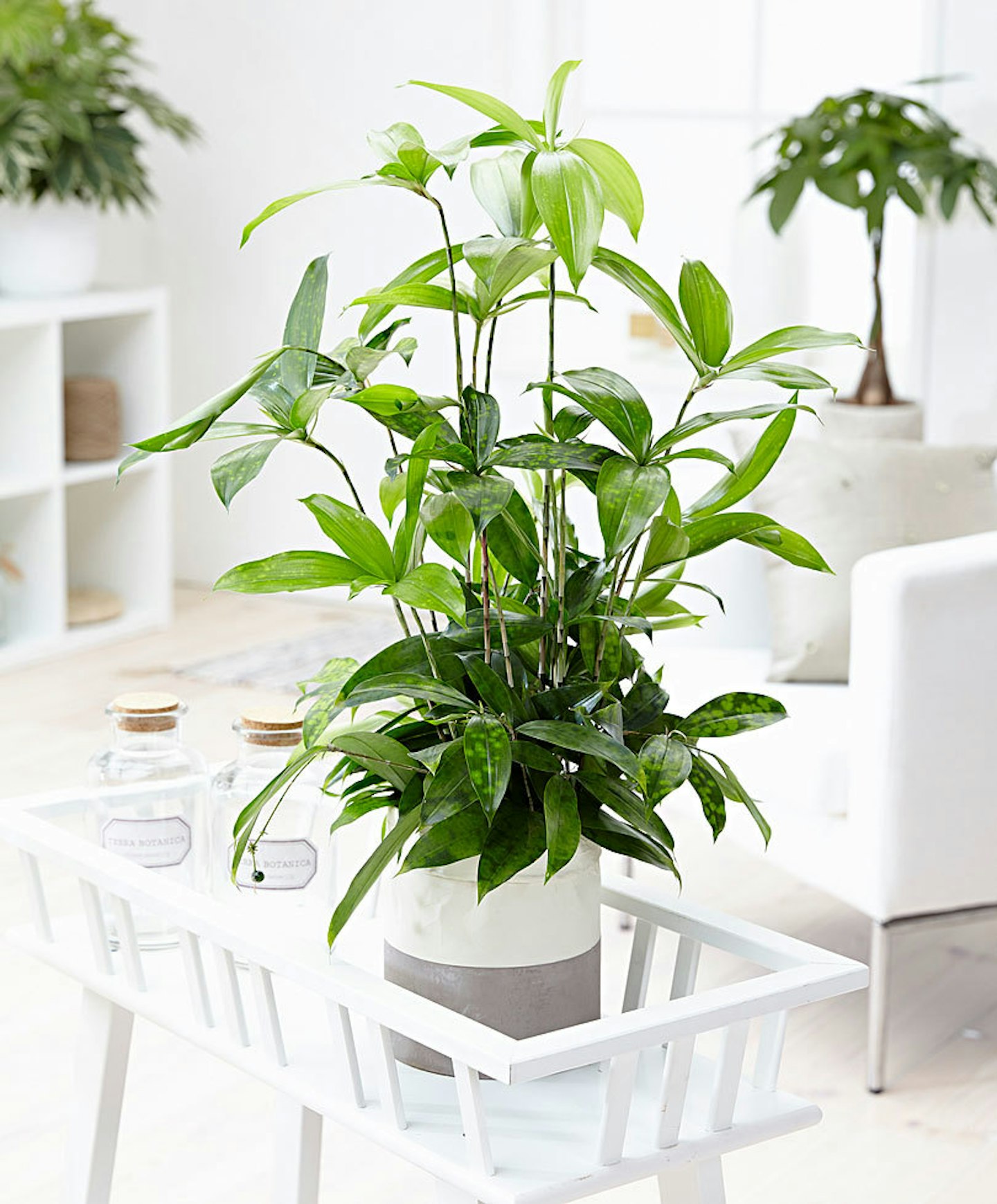 The Debrief Houseplants For Dark Rooms