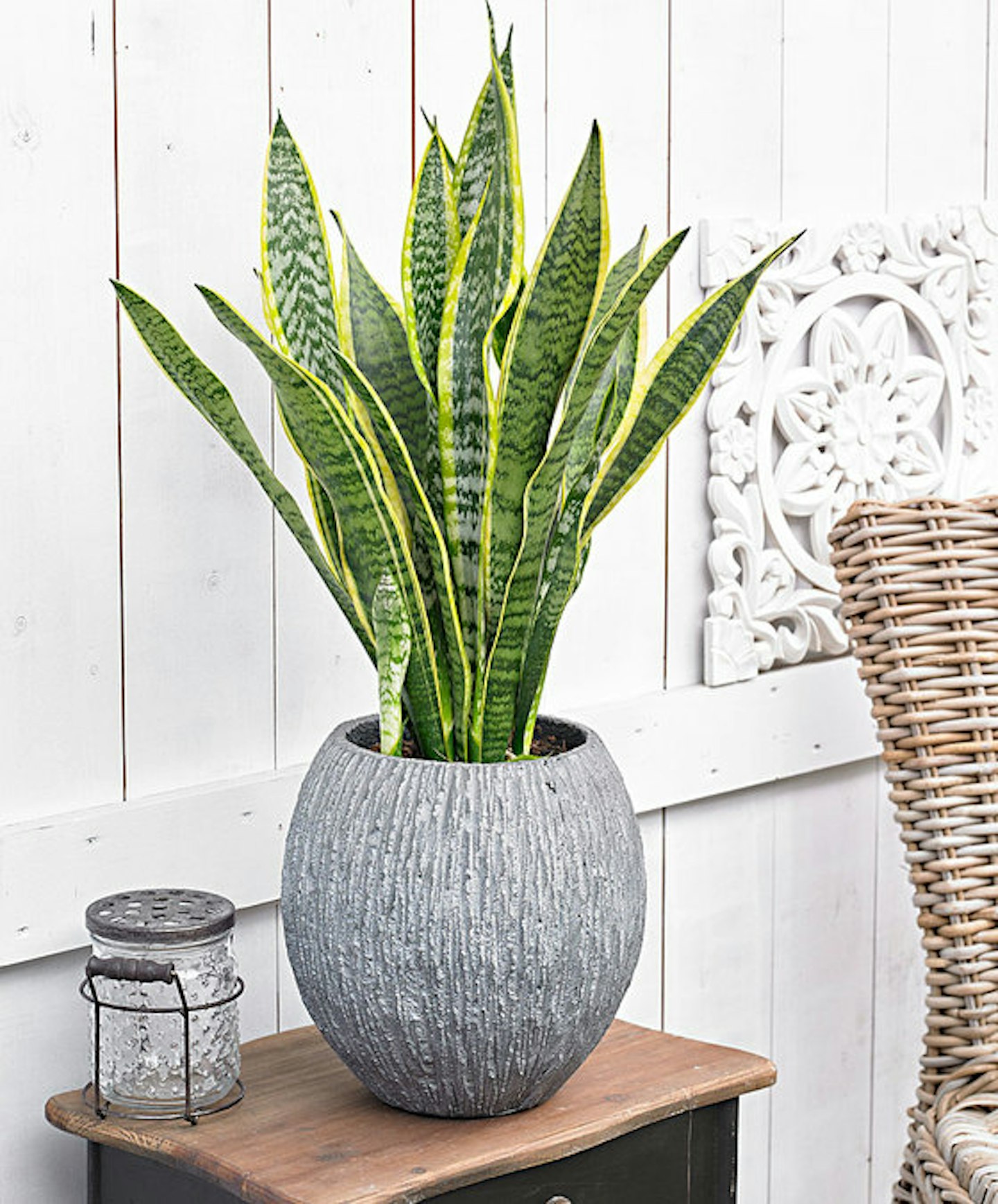 The Debrief Houseplants For Dark Rooms