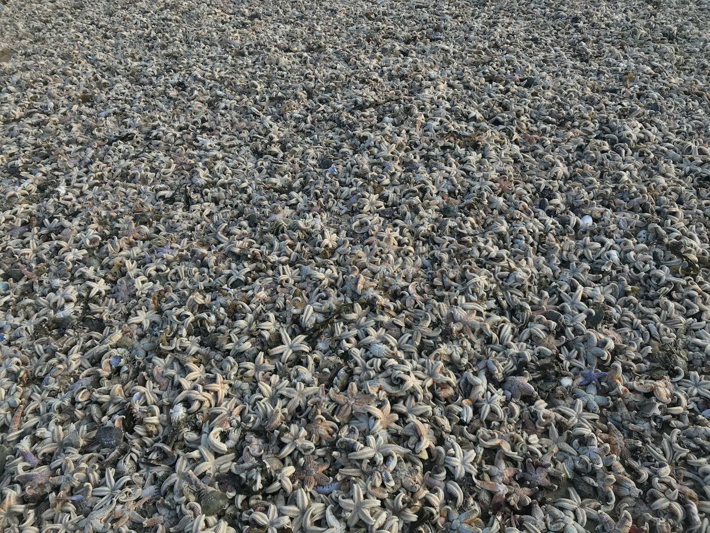 The Beast From The East Killed Thousands Of Starfish In Ramsgate