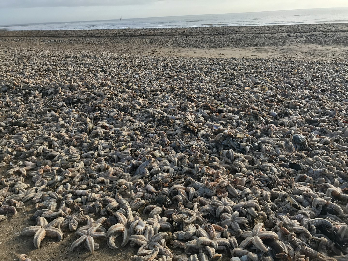 The Beast From The East Killed Thousands Of Starfish In Ramsgate