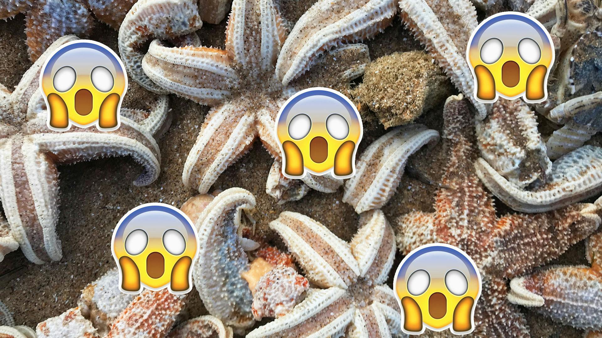 The Beast From The East Killed Thousands Of Starfish In Ramsgate | Grazia