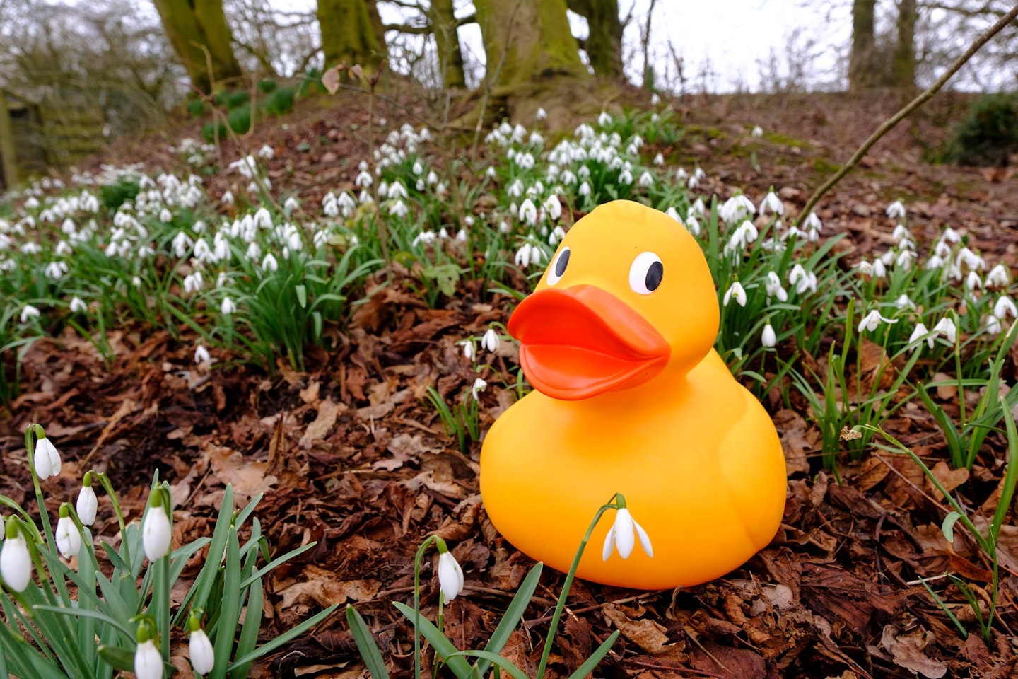 dusty giant easter duck hunt london wetland centre