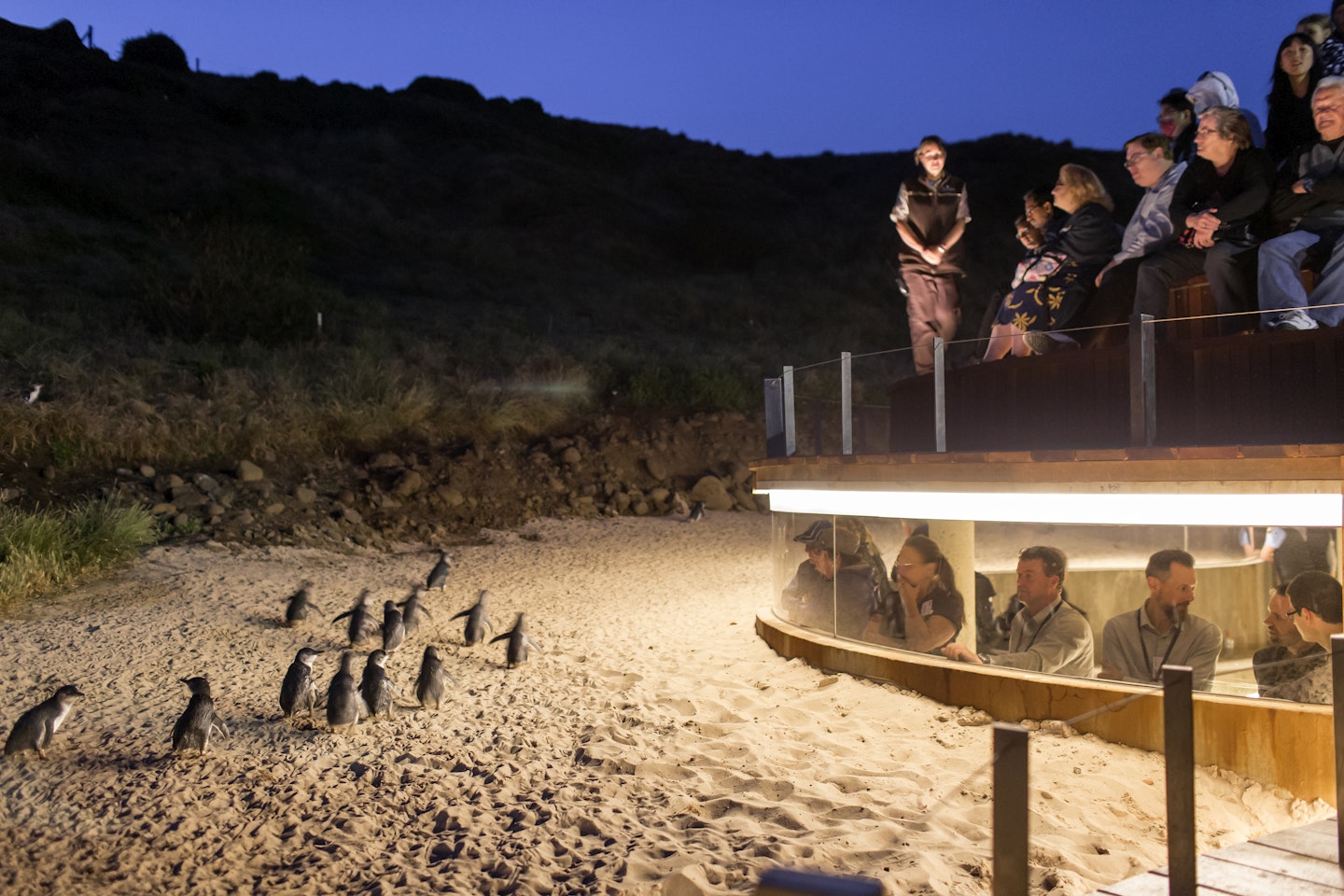 See the penguins on Phillip Island