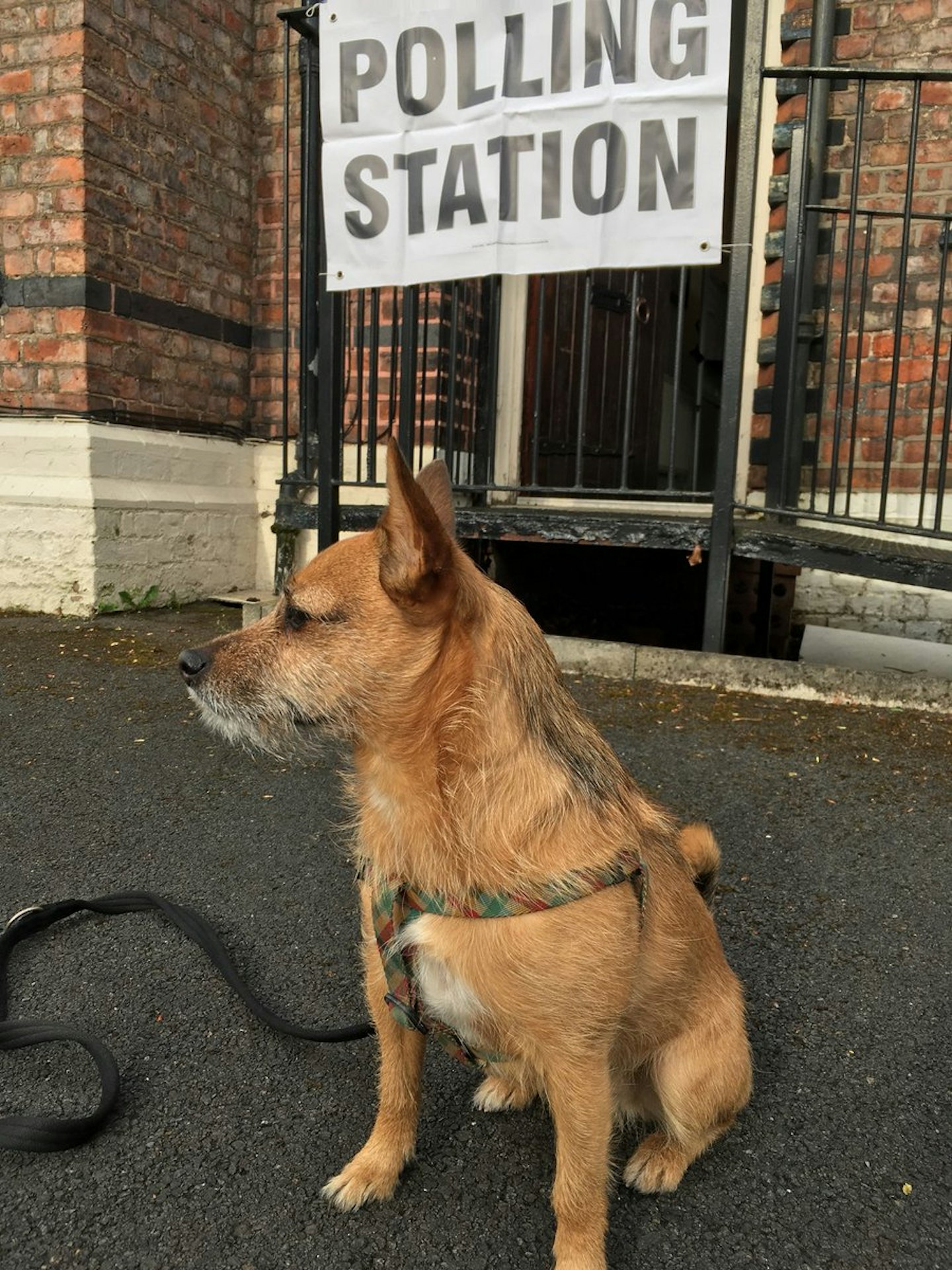 Dogs At Polling Stations