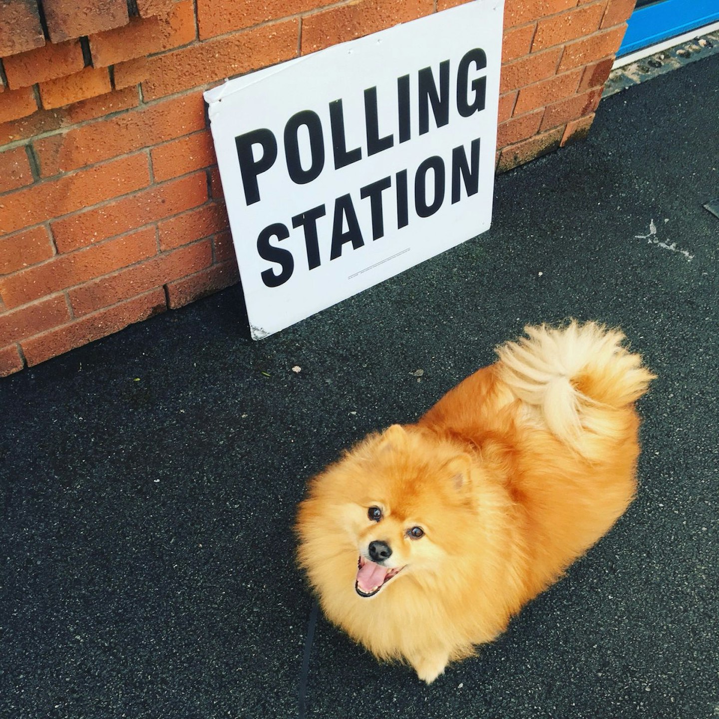 Dogs At Polling Stations