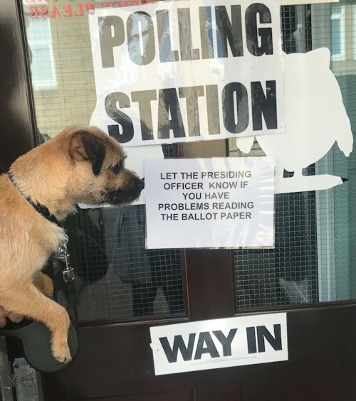 These Pictures Of Dogs At Polling Stations Will Make You Feel Better ...