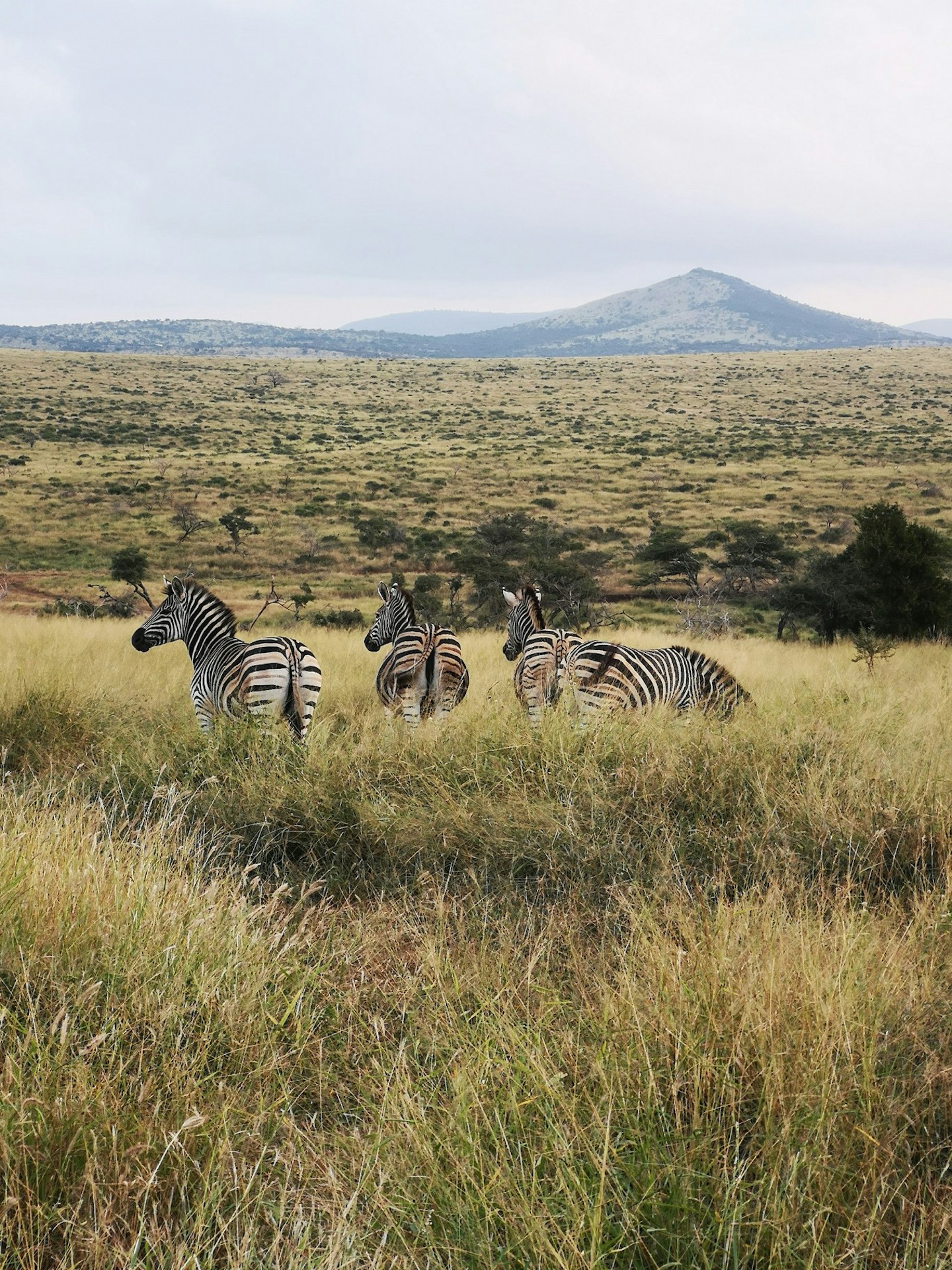 Safari gallery - Grazia