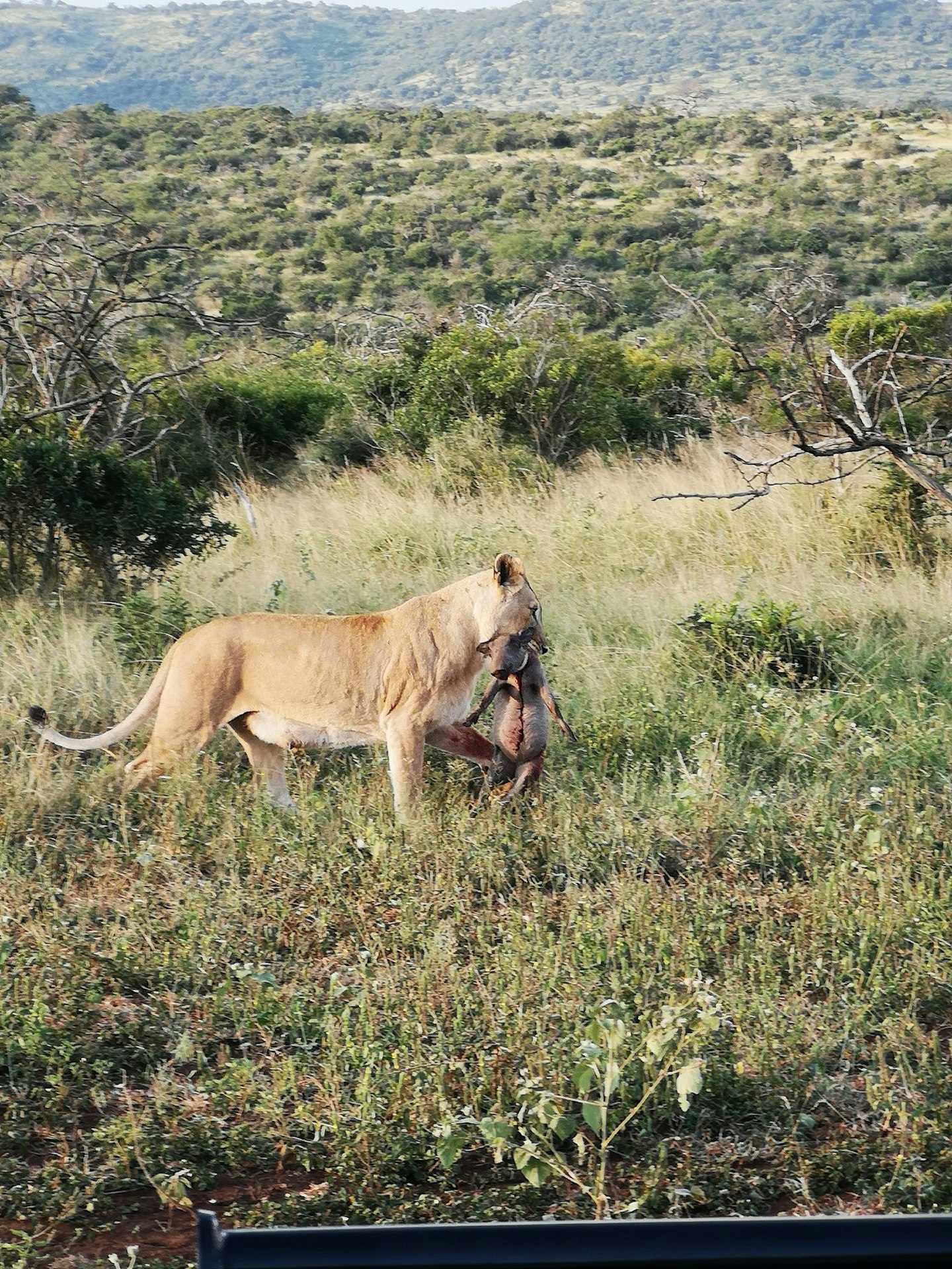 Safari gallery - Grazia
