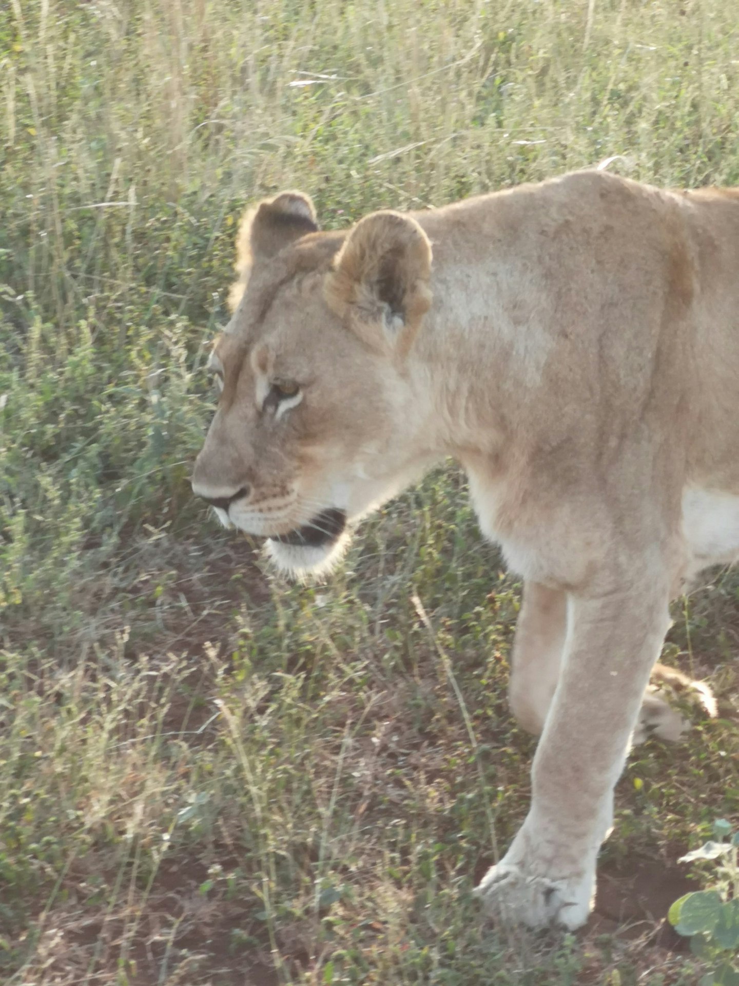 Safari gallery - Grazia