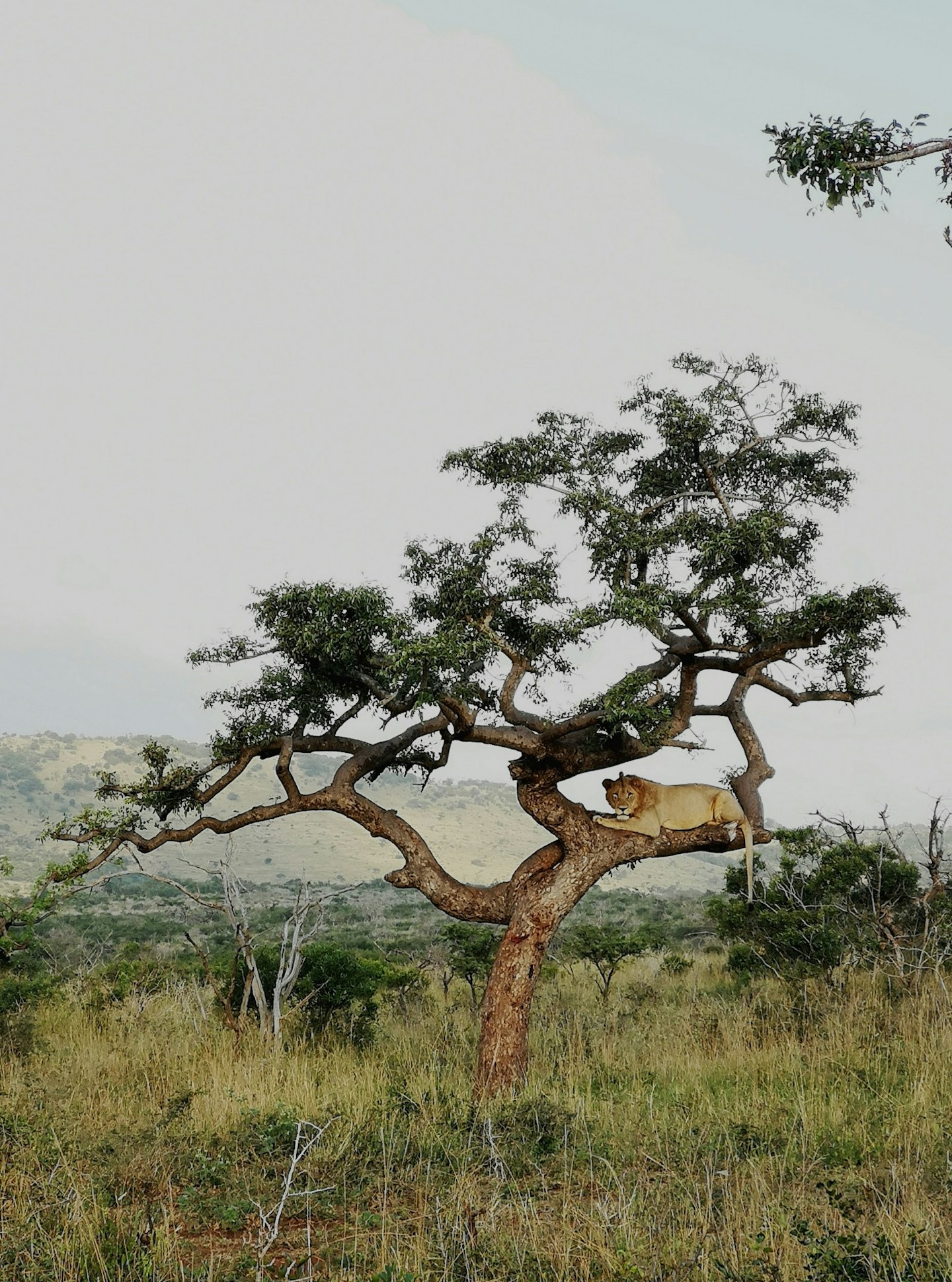 Safari gallery - Grazia