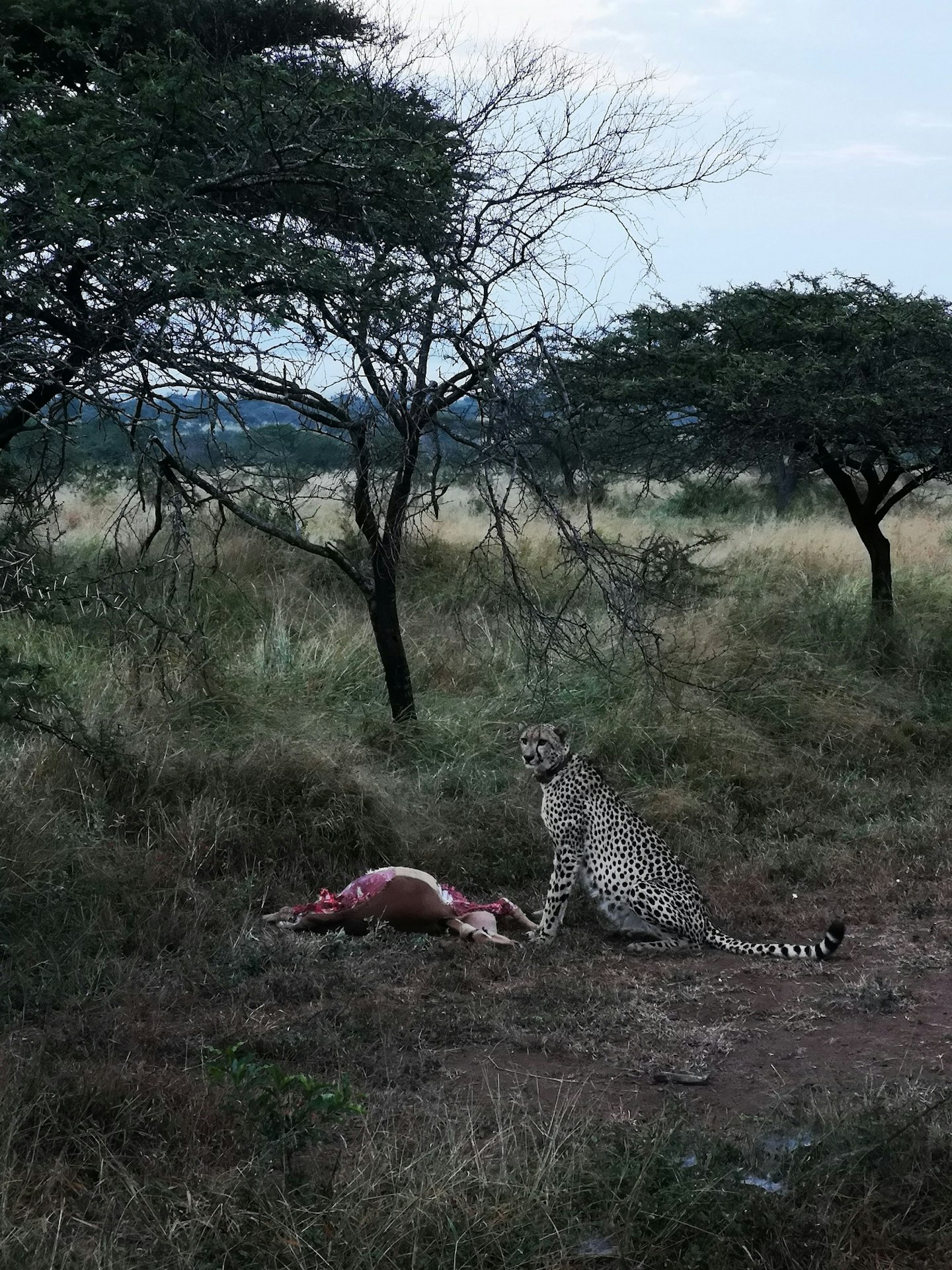 Safari gallery - Grazia