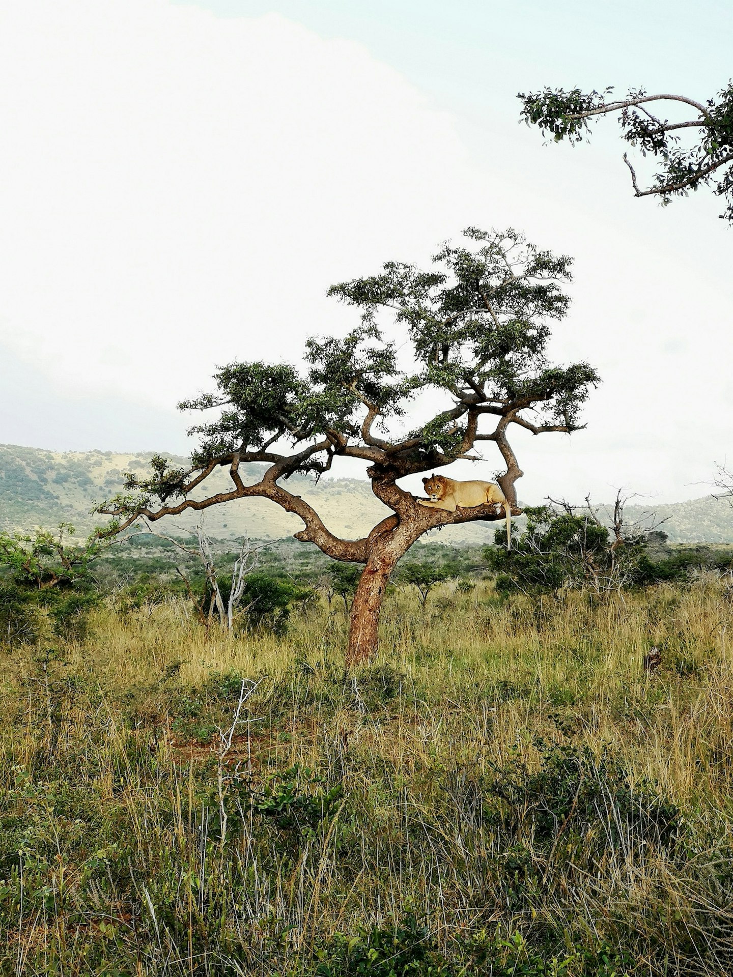 Safari gallery - Grazia