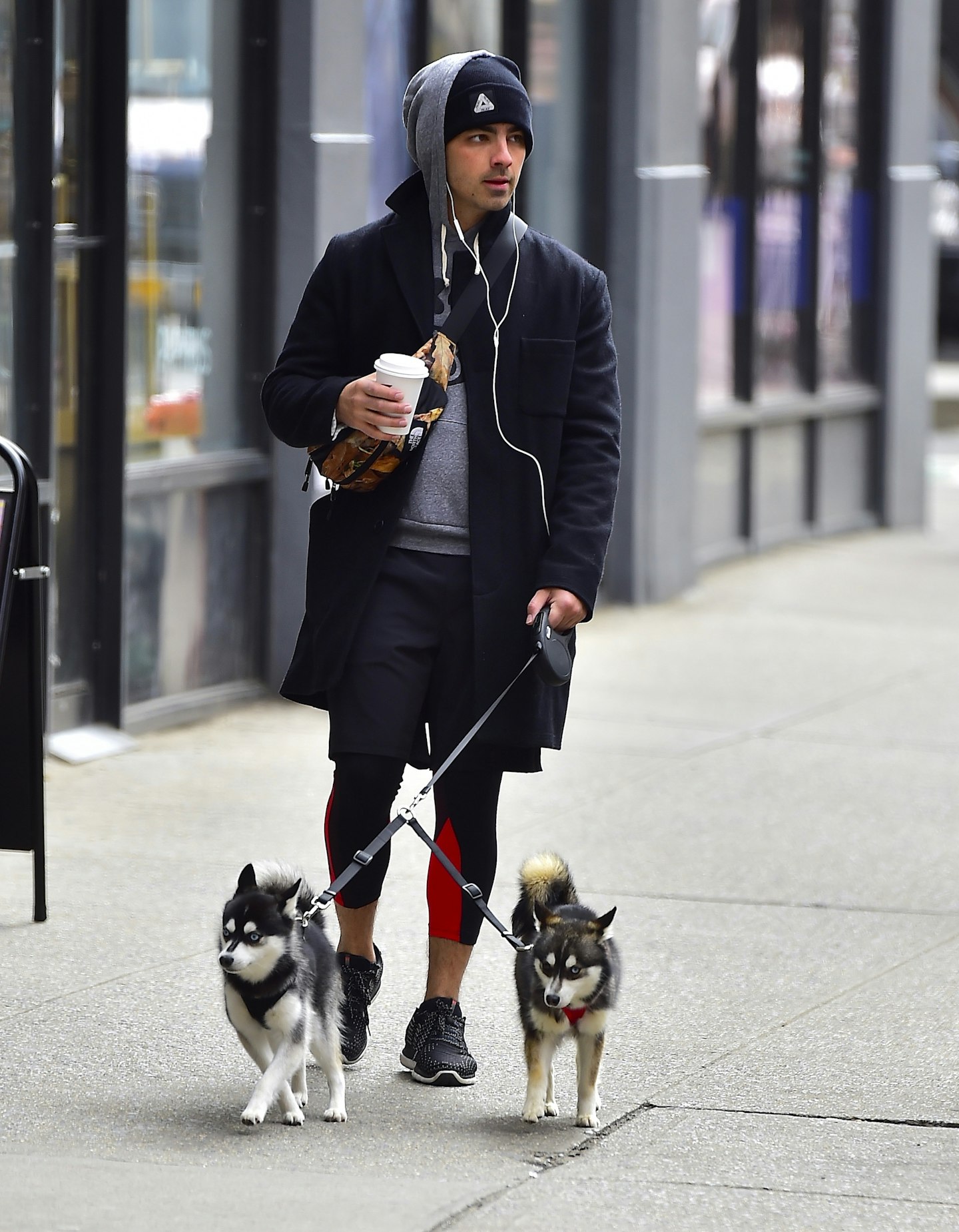celebrity pets dogs joe jonas