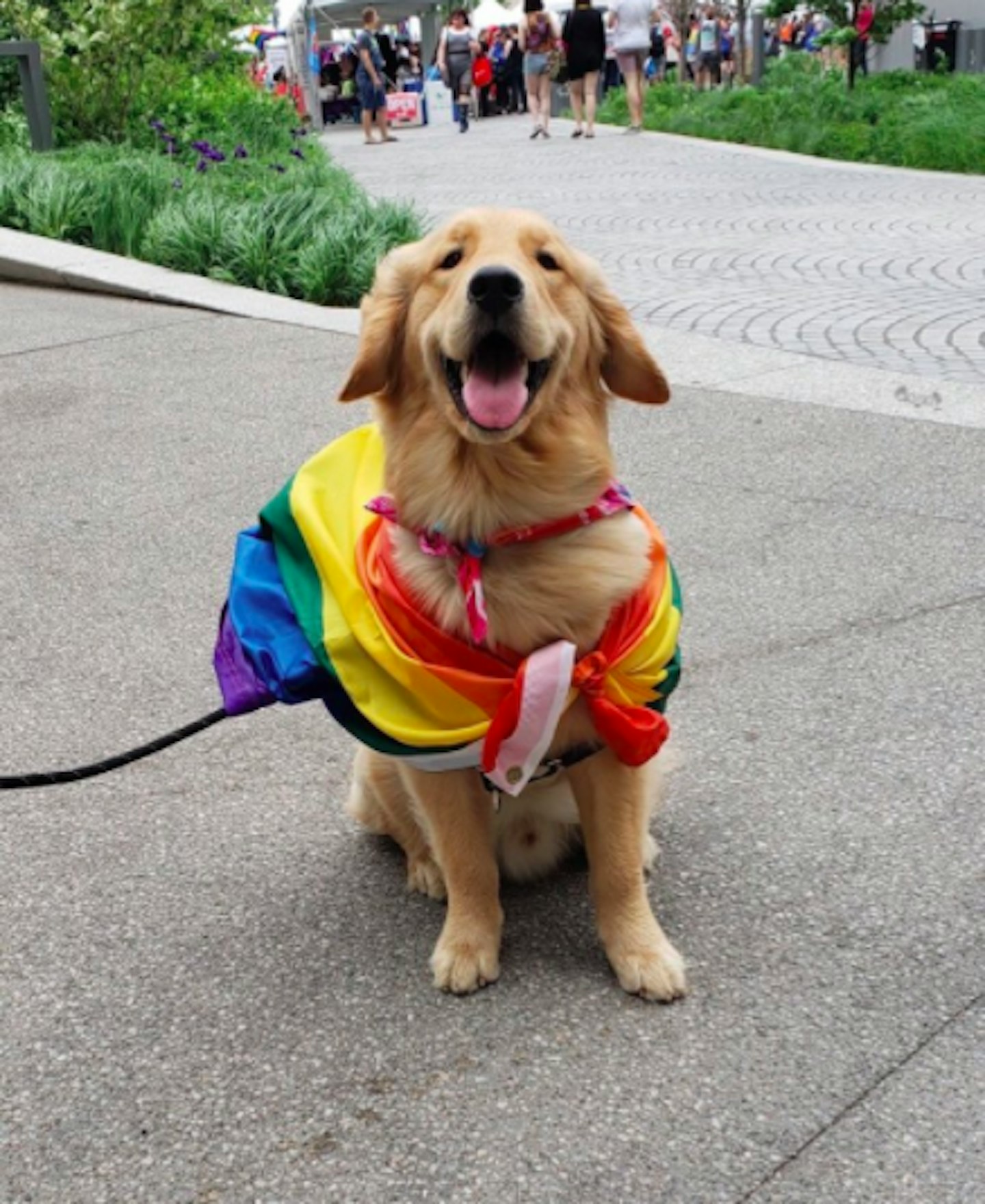 Cute Dogs At Pride - Grazia
