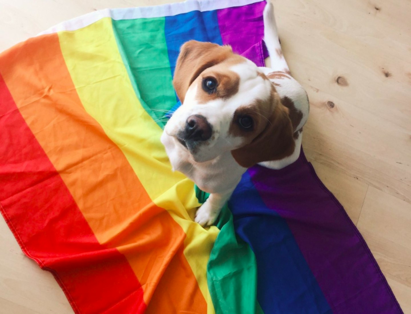 Cute Dogs At Pride - Grazia