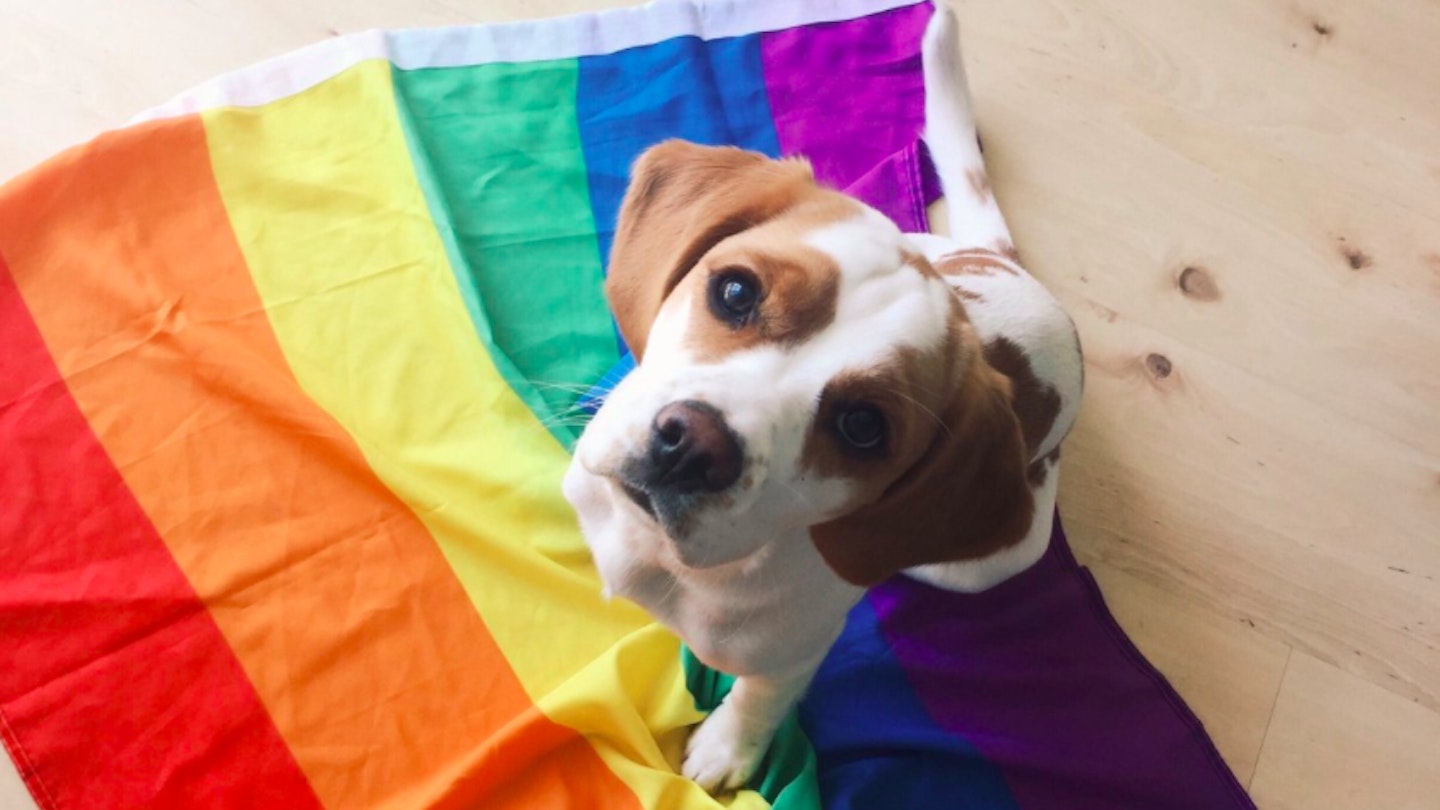 cute dogs at pride
