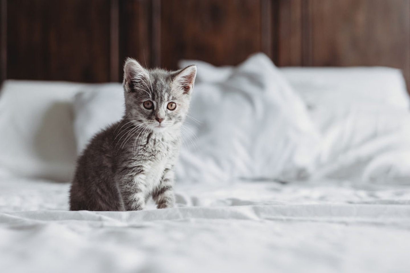 pet kitten cat