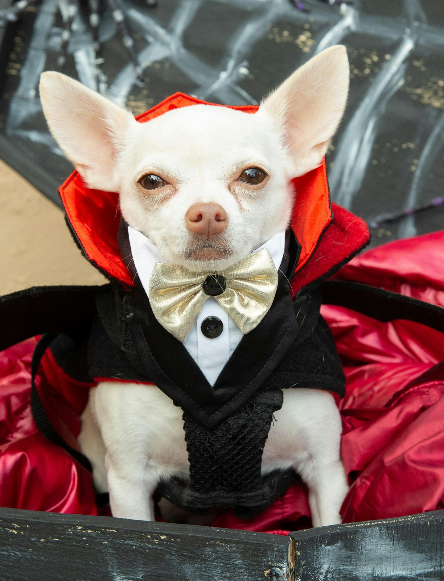 Dogs at Halloween - Grazia (Stacked)