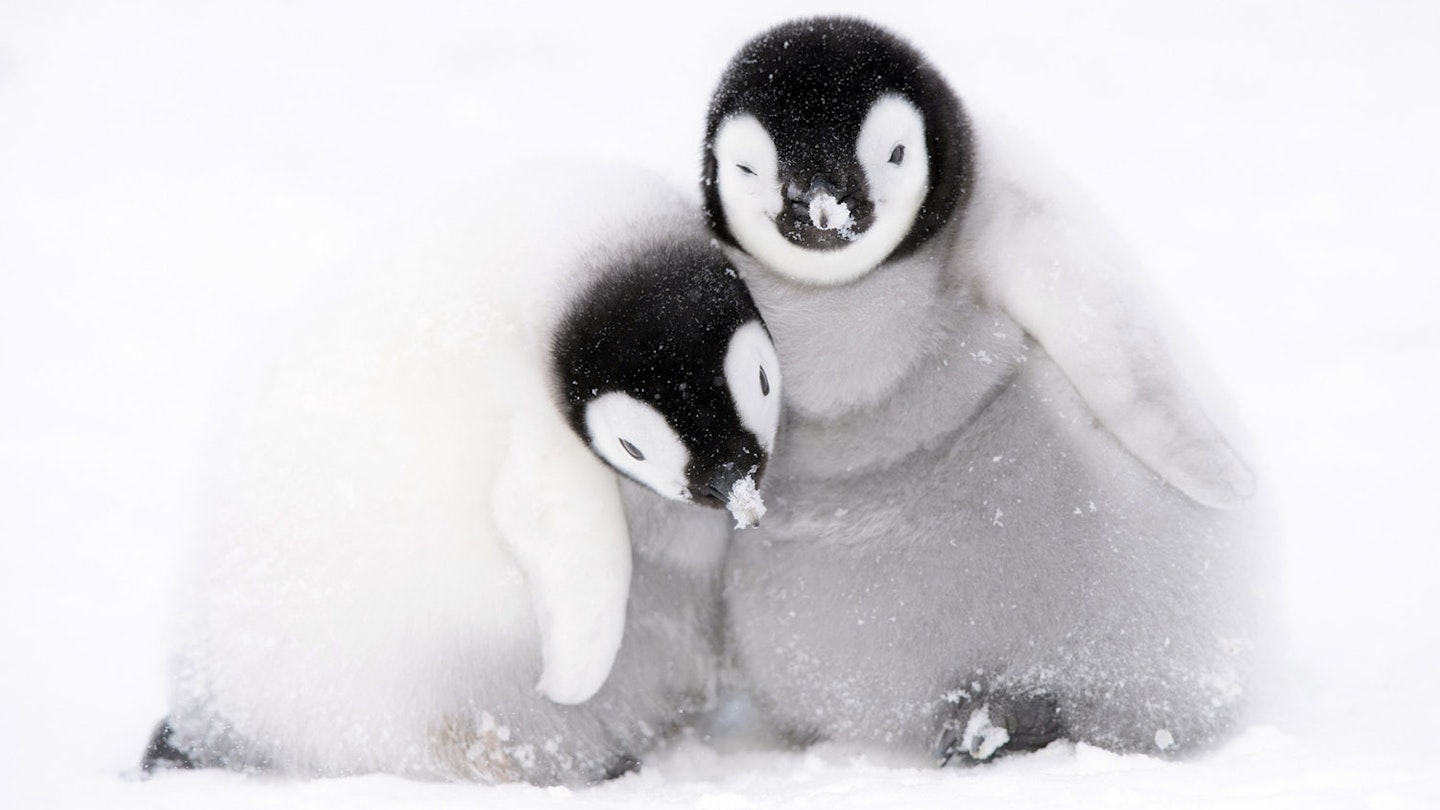 Penguins