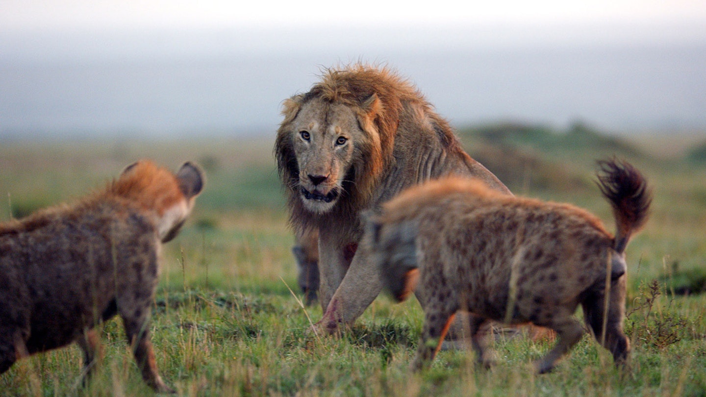 Dynasties