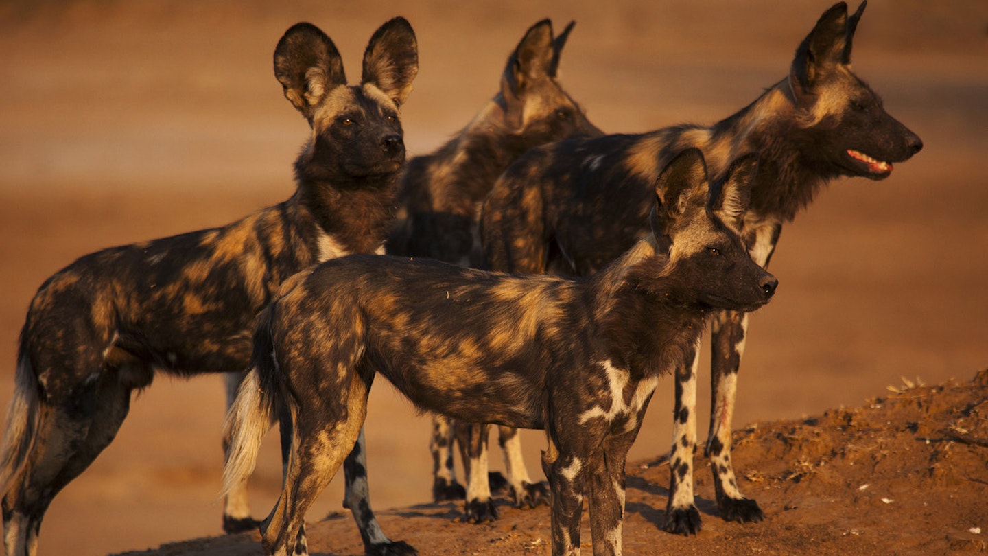 Dynasties