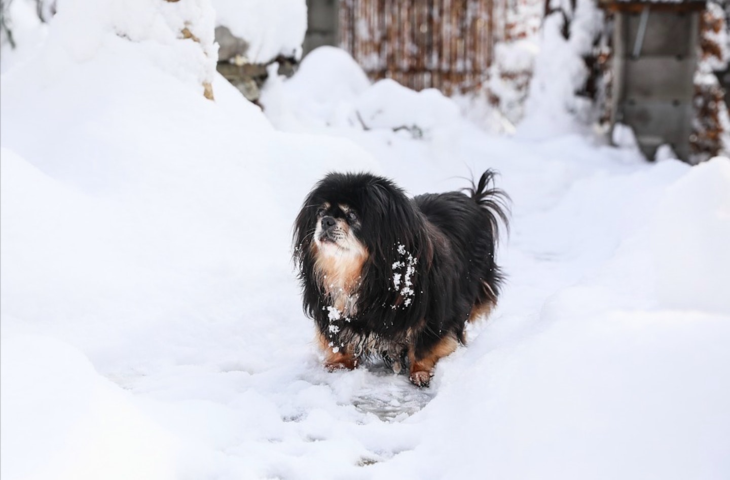 keeping pets safe in the winter