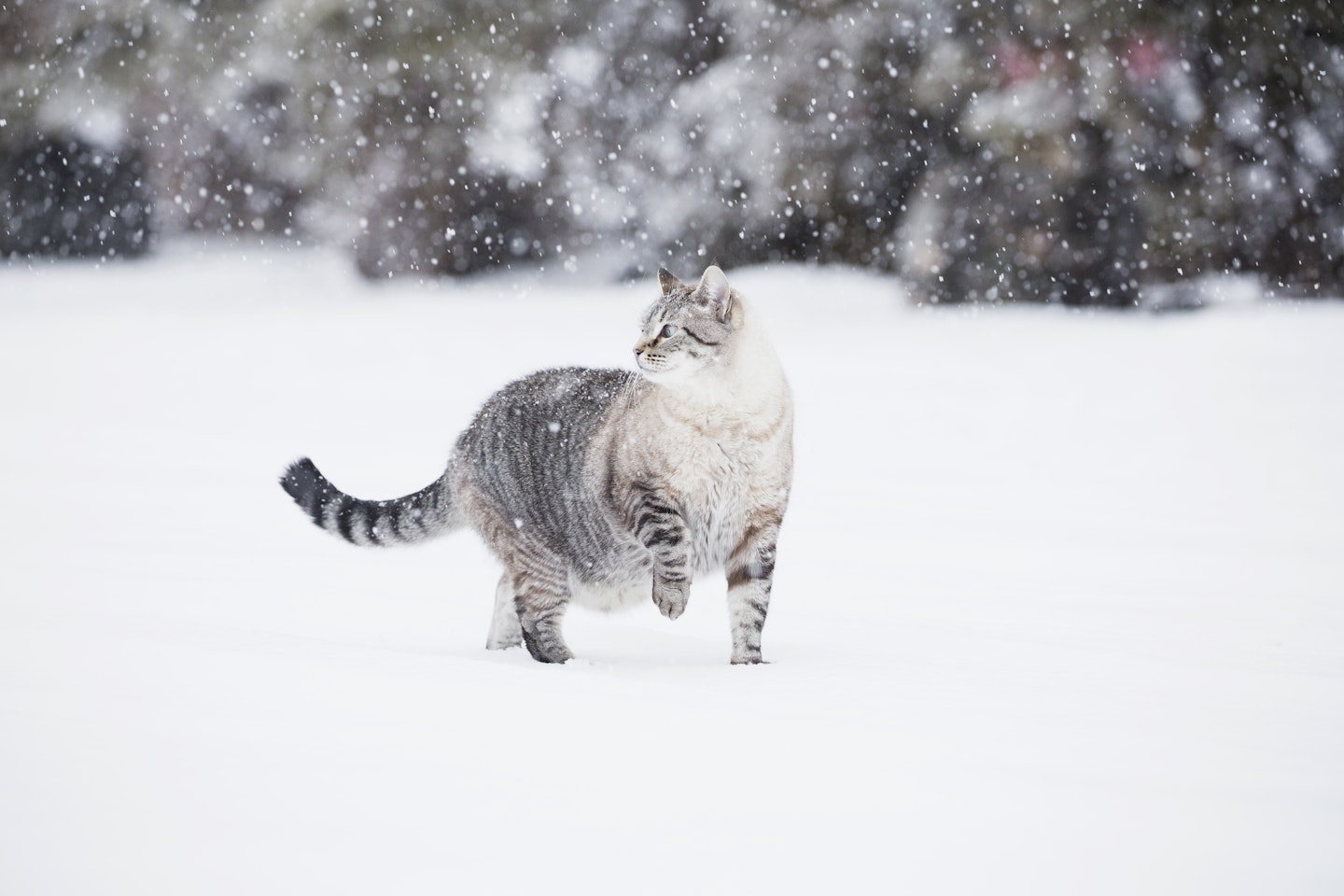 pet health and safety winter weather