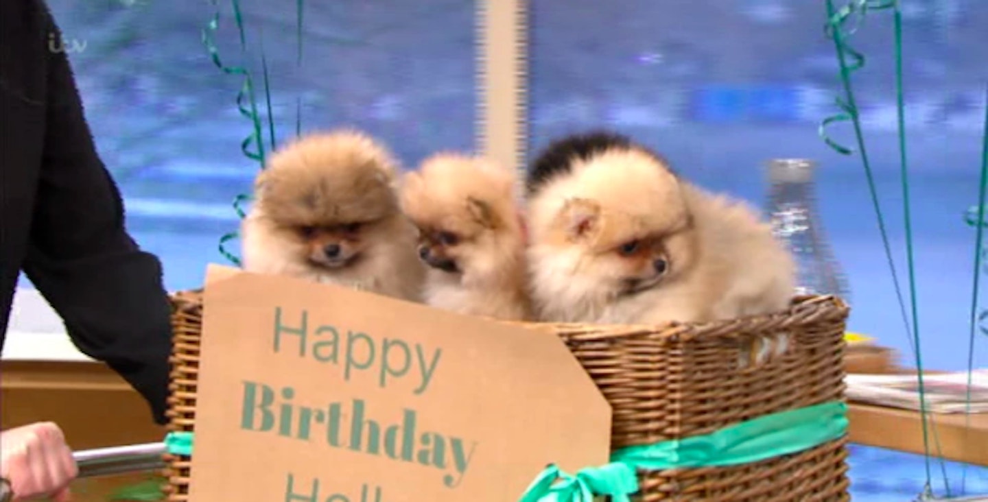 Holly Willoughby birthday pups