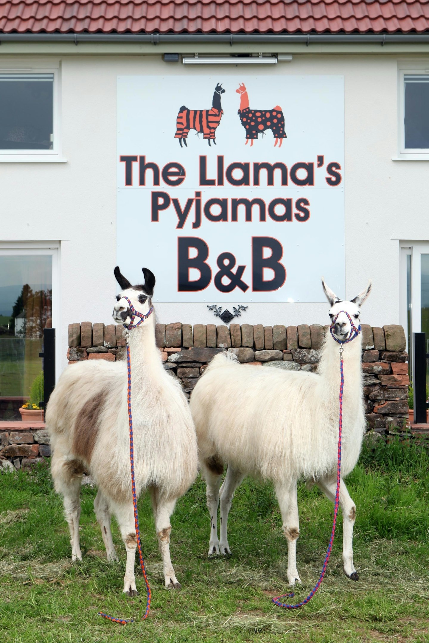 The llama B&B